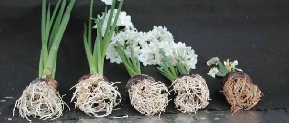 12-03-23RootsDamagedByAlcohol