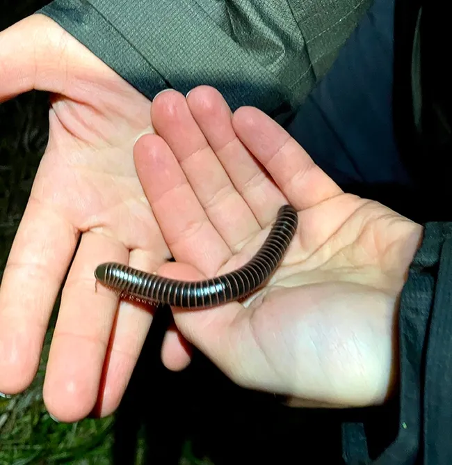 A close-up of a millipede from the Jason Bond lab, UC Davis. (Photo by Kathy Keatley Garvey)