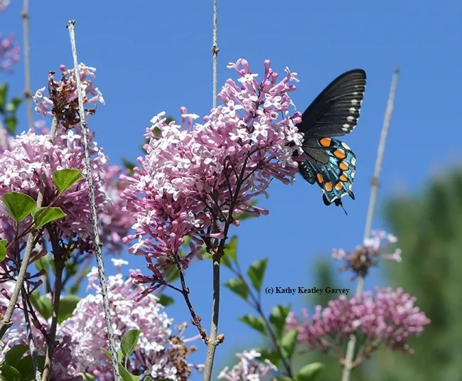A pipevine swallowtail, Battus philenor, in the UC Davis Arboretum and Public Garden. (Photo by Kathy Keatley Garvey)