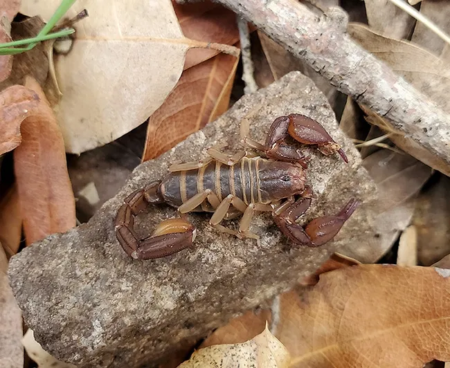 Scorpions will be among the "Many-Legged Wonders" at the Bohart Museum of Entomology open house on Saturday, March 18. (Image courtesy of the Bond lab)
