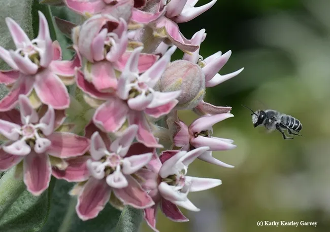 A leafcutter bee, Megachile sp., heading for a broadleaf milkweed, Asclepias speciosa. (Photo by Kathy Keatley Garvey)