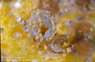 Figure 1. CRS female (overturned) showing crawlers. Crawlers move around looking for feeding spot, settle and spend life on the same spot.