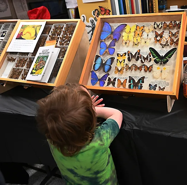 Colorful butterflies, from morphos to monarchs, drew the attention of visitors at the Bohart Museum open house. (Photo by Kathy Keatley Garvey)