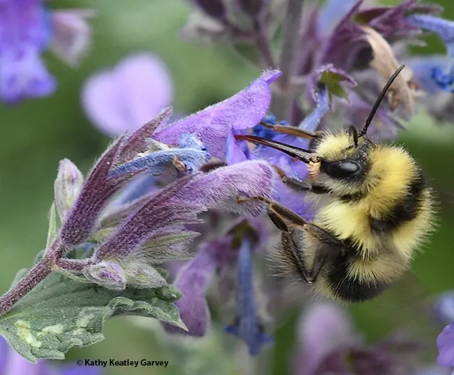 No wind today! A black-tailed bumble bee, Bombus melanopygus, foraging on lavender in Vacaville, Calif., on May 16, 2017. (Photo by Kathy Keatley Garvey)