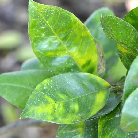 Two hands hold a branch that shows the asymmetrical yellow mottling of green leaves and odd shape and half green half yellow color of a fruit.