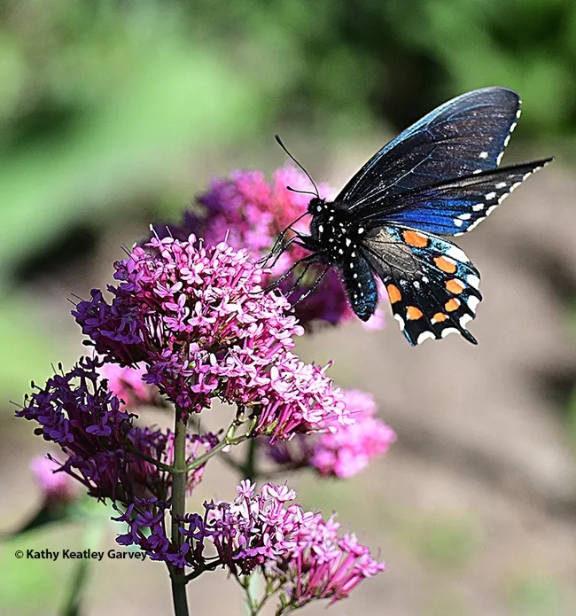 A pipevine swallowtail, Battus philenor, foraging April 30 on Jupiter's Beard in the UC Davis Student Farm's Ecological Garden. (Photo by Kathy Keatley Garvey)