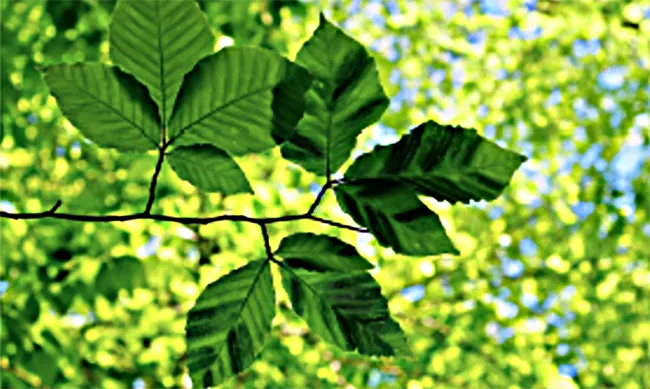 Symptoms of beech leaf disease include swelling and darkening of interveinal tissues as well as chlorosis. (Photo courtesy of Paulo Vieira of USDA-ARS, Beltsville, MD.)