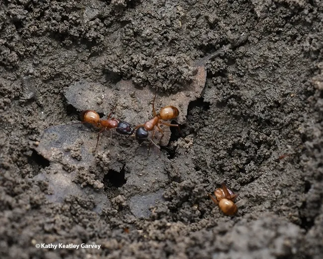These are carpenter ants, Camponotus semitestaceus, as identified by UC Davis 2020 alumnus and ant researcher Brendon Boudinot, an Alexander von Humboldt Research Fellow at the Institute of Zoology and Evolutionary Research at Friedrich Schiller University Jena. (Photo taken in Vacaville, Calif. by Kathy Keatley Garvey)