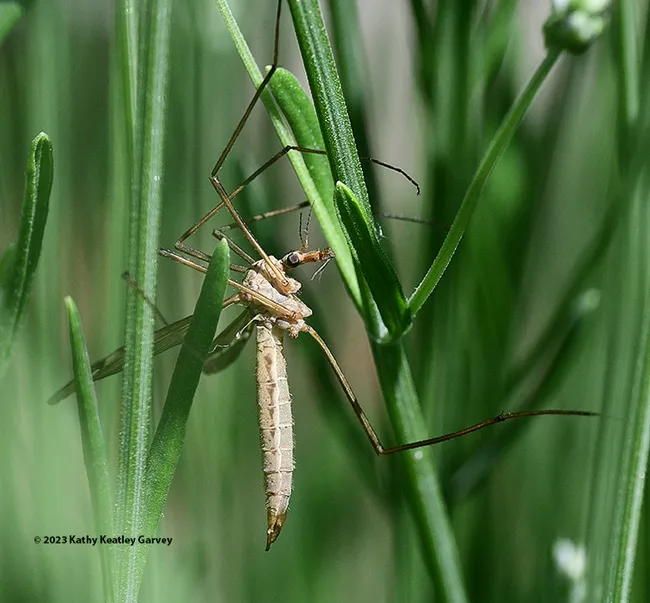 A crane fly resting in a Spanish lavender bed in Vacaville, Calif. Crane flies are sometimes called "mosquito eaters," but they do not eat mosquitoes. (Photo by Kathy Keatley Garvey)