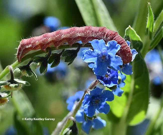 A tobacco budworm, Heliothis virescens,, munching on Chinese forget-me-nots in a Vacaville garden. (Photo by Kathy Keatley Garvey)