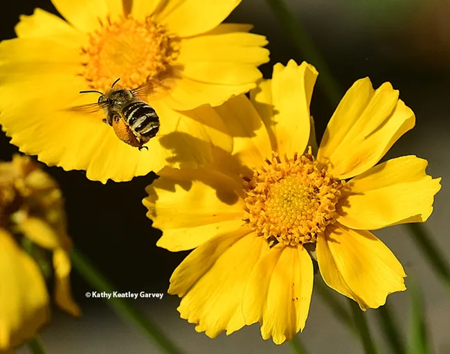 A female sunflower bee, Svastra obliqua expurgata, heads for a Coreopsis. Both are natives to California. (Photo by Kathy Keatley Garvey)