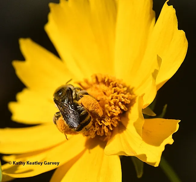 Start here...the sunflower bee, Svastra obliqua expurgata, begins to forage. (Photo by Kathy Keatley Garvey)