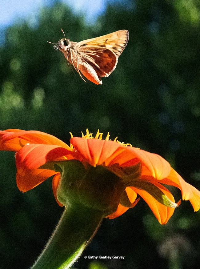 A fiery skipper, Hylephila phyleus, takes flight. The flower is the Mexican sunflower, Tithonia rotundifola. (Photo by Kathy Keatley Garvey)