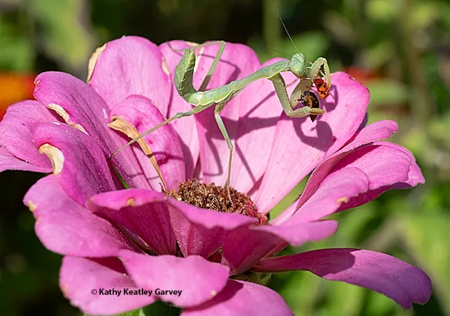 The praying mantis has just nabbed an Asian lady beetle. (Photo by Kathy Keatley Garvey)