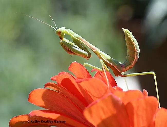 "How's this for an action-figure pose?" the praying mantis asks. (Photo by Kathy Keatley Garvey)