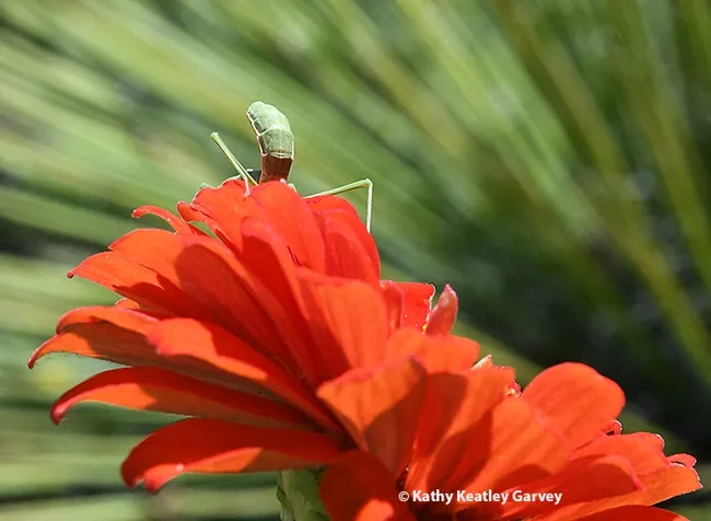 "Sorry," says the mantis. "I was hungry. I'll see myself out now." (Photo by Kathy Keatley Garvey)