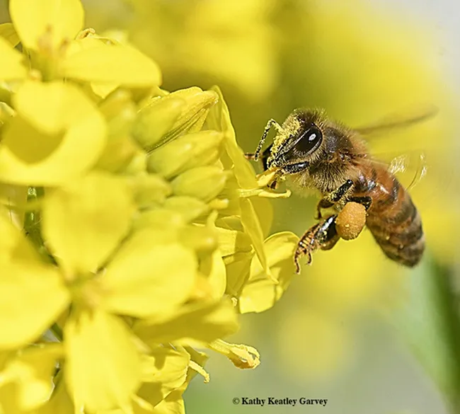 Mustard pollen covers this honey bee. (Photo by Kathy Keatley Garvey)