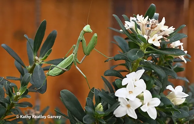 Photographer to the praying mantis: "Good morning, Ms. Mantis! How are you today? Hope you're not thinking about catching a bee for breakfast!" (Photo by Kathy Keatley Garvey)