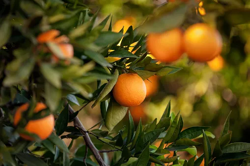 orange-trees-picture