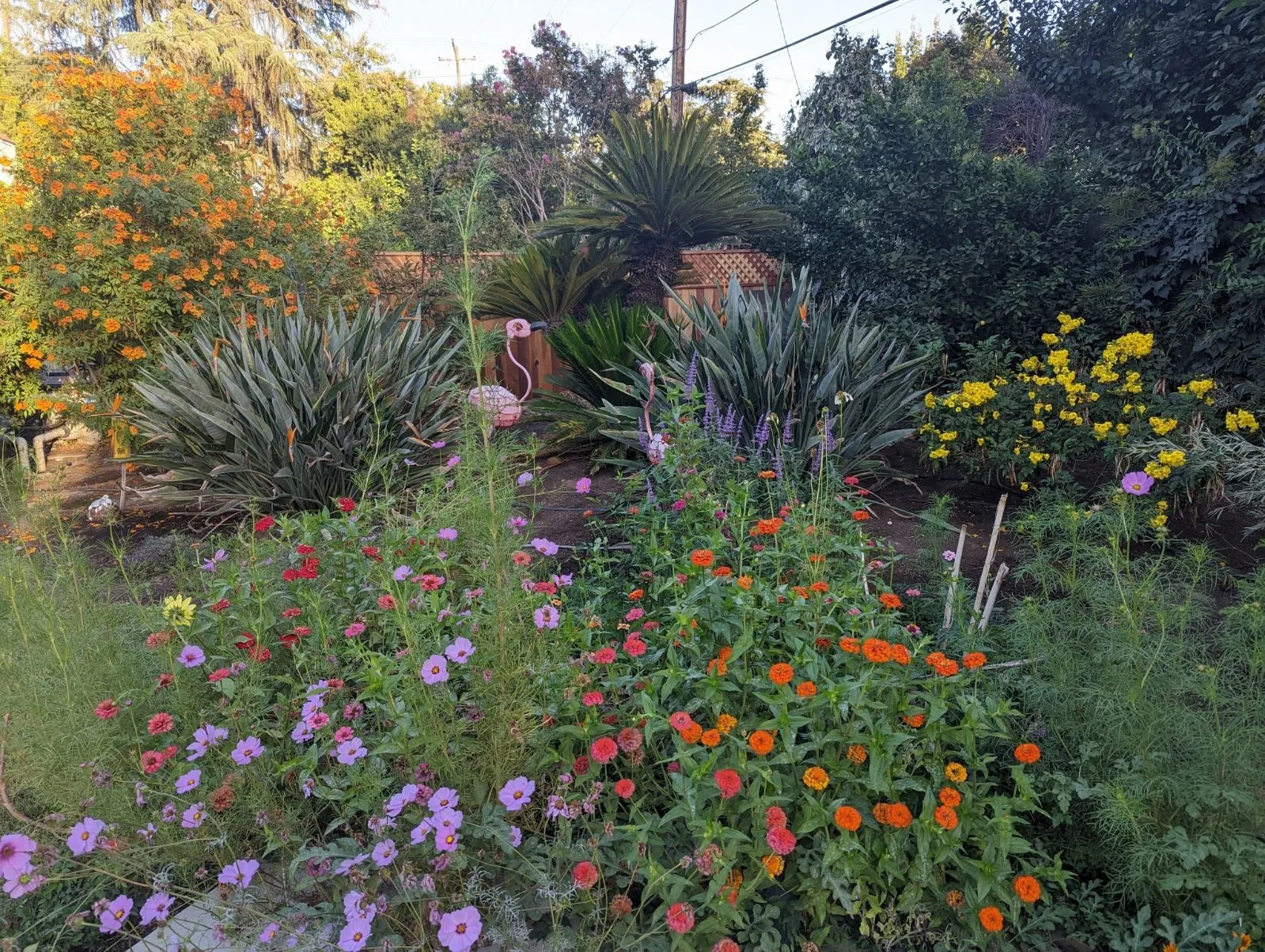 pollinator garden