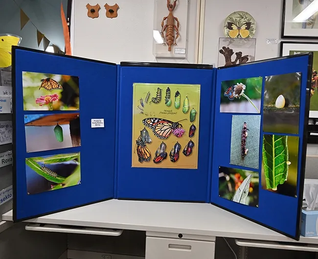 A Bohart Museum display showing photos of life stages of monarchs, and a tachinid fly infestation. (Photo by Kathy Keatley Garvey)