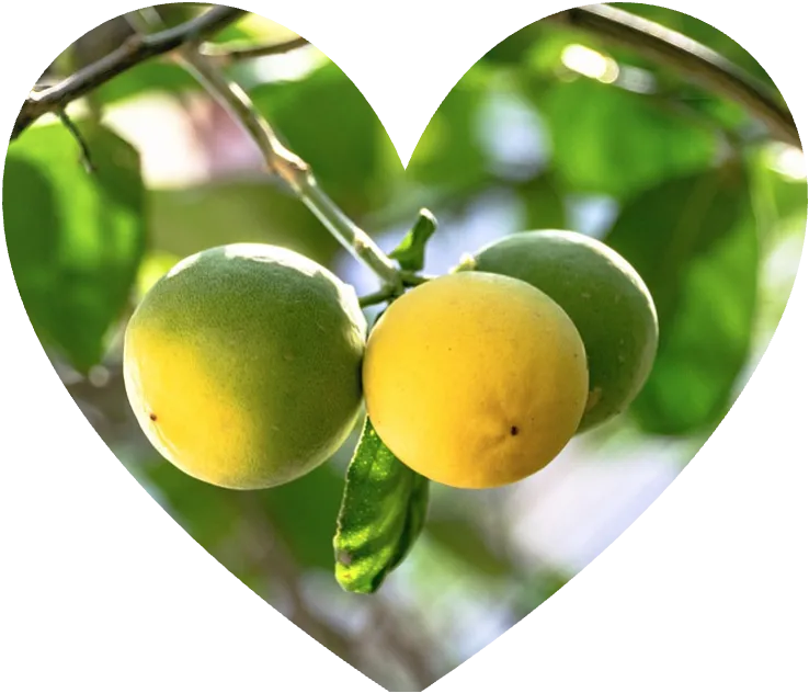 Citrus Heart