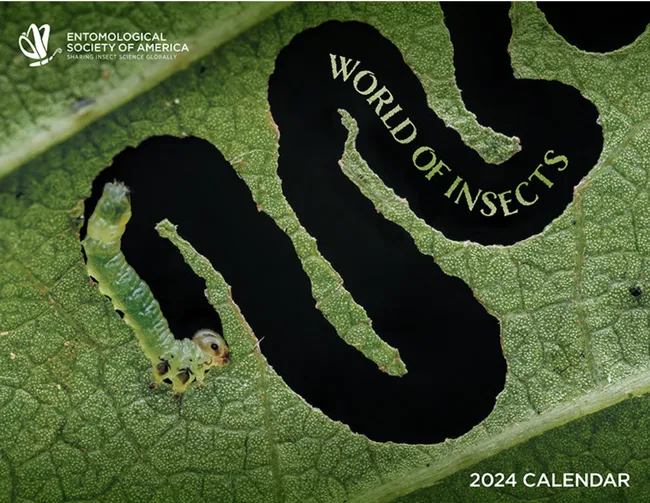 This image of the larva of an elm zigzag fly appears on the cover of the 2024 Entomological Society of America calendar. (Photo by Christian Brockes of Germany)
