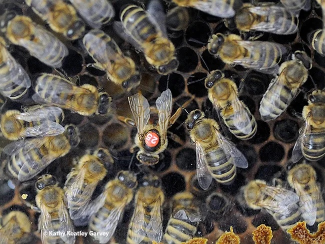 Queen bee laying an egg. A honey bee egg weighs about 0.1 mg, according to the late Extension apiculturist emeritus Eric Mussen, UC Davis Department of Entomology and Nematology. (Photo by Kathy Keatley Garvey)