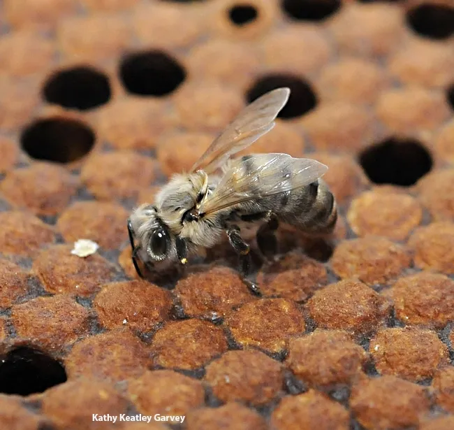 Newly emerged honey bee. It weighs about 1000 times the weight of a one-day-old bee larva. (Photo by Kathy Keatley Garvey)