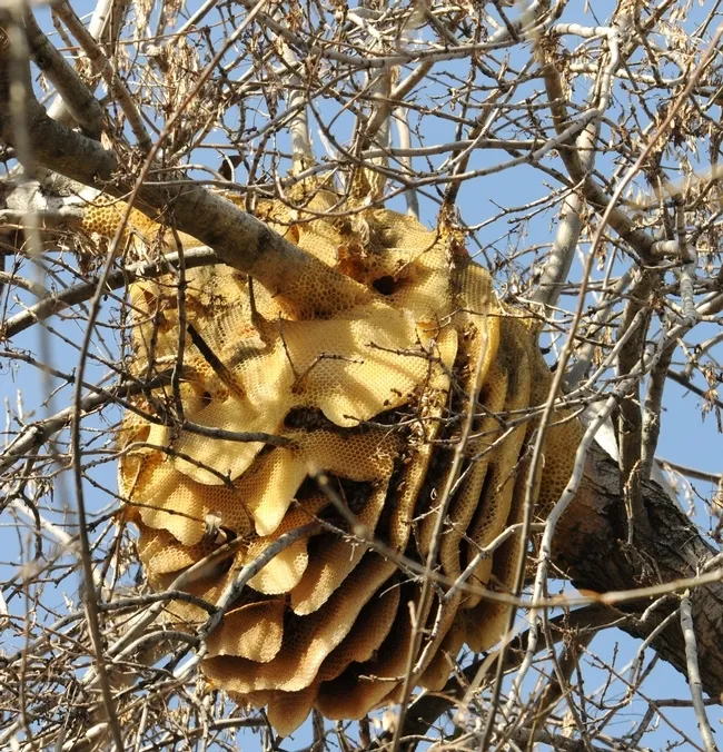 A feral honey bee colony (now gone) from a backyard in Vacavile, Calif. (Photo by Kathy Keatley Garvey)