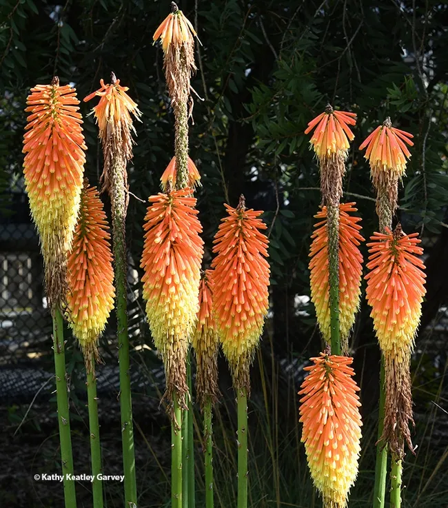 The Kniphofia "Christmas Cheer" poker plant, seen here in the Ruth Risdon Storer Garden and nearby area, grows in clumps. (Photo by Kathy Keatley Garvey)