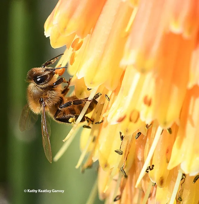 Close-up of a honey bee gathering nectar from the "Christmas Cheer" poker plant. (Photo by Kathy Keatley Garvey)