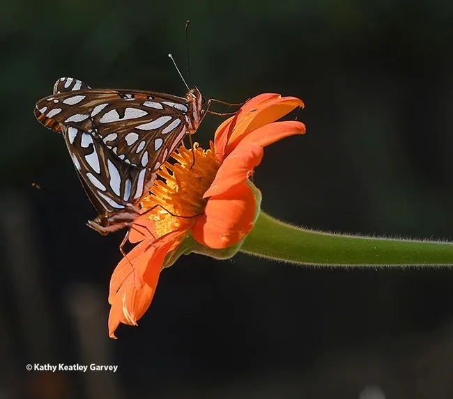 Two Gulf Fritillaries, Agraulis vanillae, keeping busy. (Photo by Kathy Keatley Garvey)