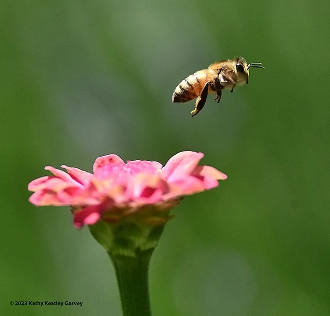 A honey bee, Apis mellifera, in flight over a Mexican sunflower, Tithonia rotundifola. (Photo by Kathy Keatley Garvey)