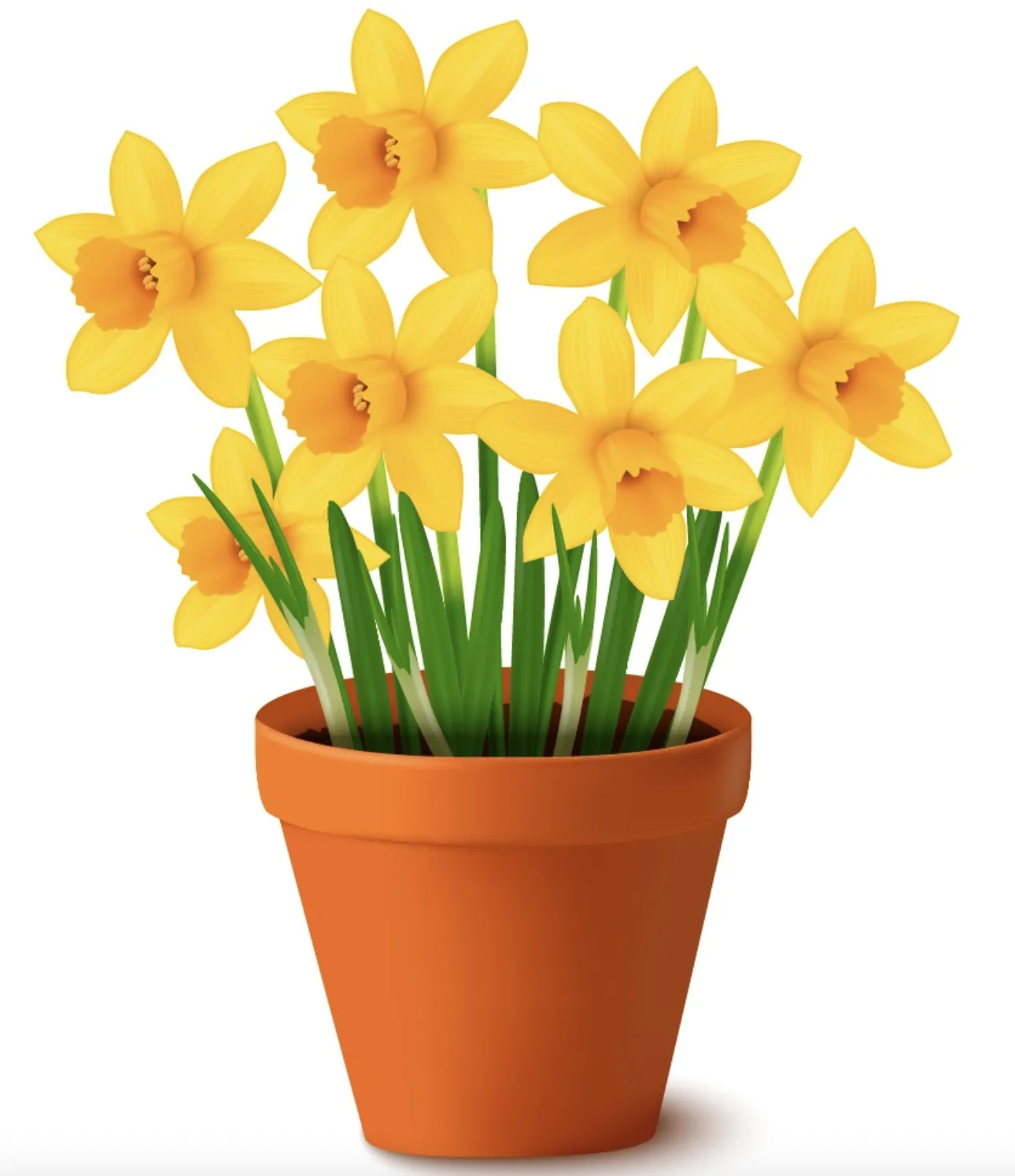 13-01-24Daffodils (1)