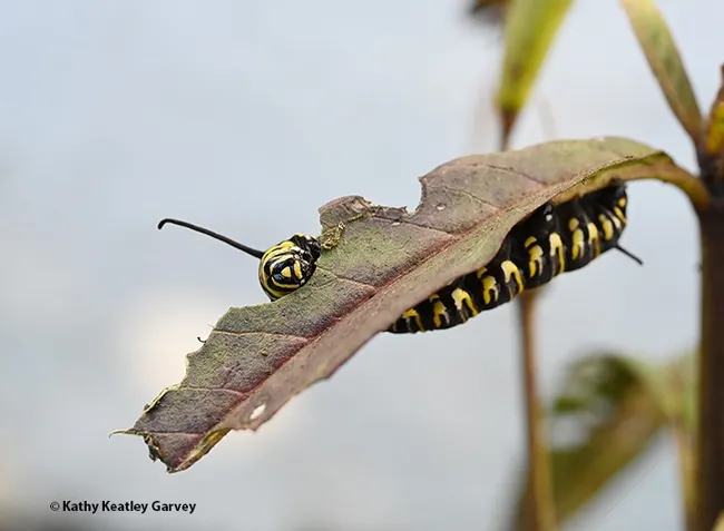 A monarch munching on milkweed on New Year's Day, 2024, in a Vacaville garden. (Photo by Kathy Keatley Garvey)