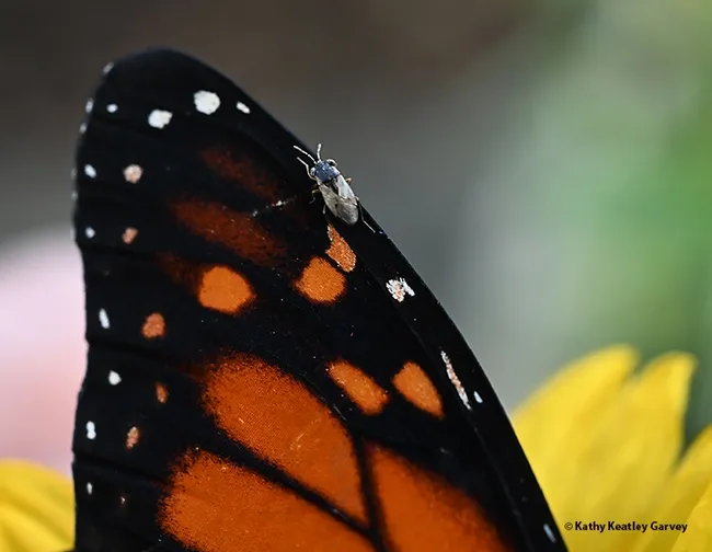 A bigeyed bug on the wing of a monarch butterfly. (Photo by Kathy Keatley Garvey)