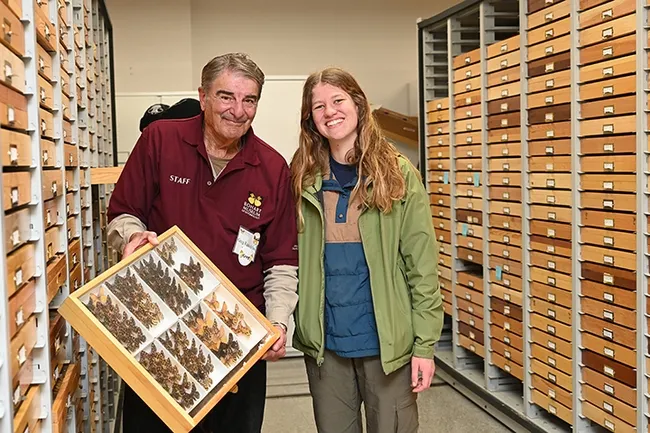 Bohart Museum associate Greg Kareofelas, and scientist Sophia Acker of the Del Castillo lab, UC Davis Department of Plant Pathology, display a drawer of sheep moths, Hemileuca eglanterina. (Photo by Kathy Keatley Garvey)