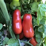 Tomato_Paste_San Marzano_UCMG of AC-150