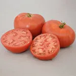 Tomato_Slicer_Carmello_Territorial Seed Company-150