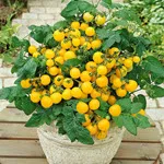 Tomato_Cherry_Patio Choice Yellow-150