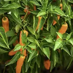 Pepper_Hot_Datil_Baker Creek Heirloom Seeds, rareseeds.com-150