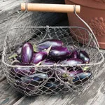 Patio Baby Eggplant, Johnny's Selected Seeds