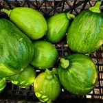 Taot Bat Put Summer Squash