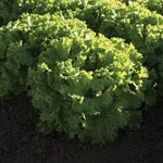 Bergams Green Lettuce, Johnny's Selected Seeds