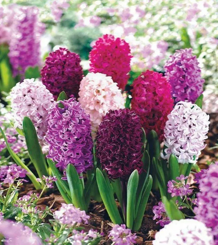 hyacinth