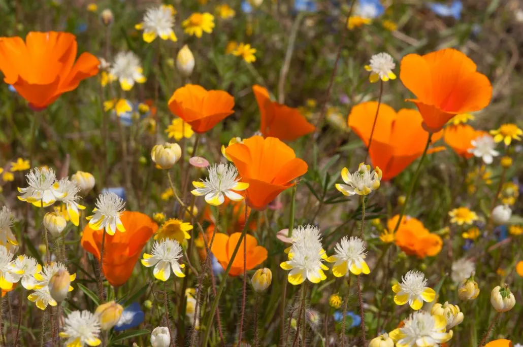 wildflower-mix-2021-01-RobinMitchell