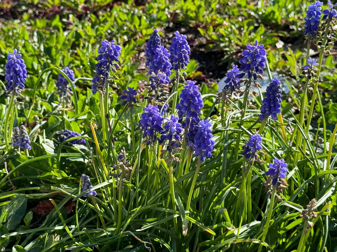 Grape-Hyacinth-among-Mexican-Evening-Primrose