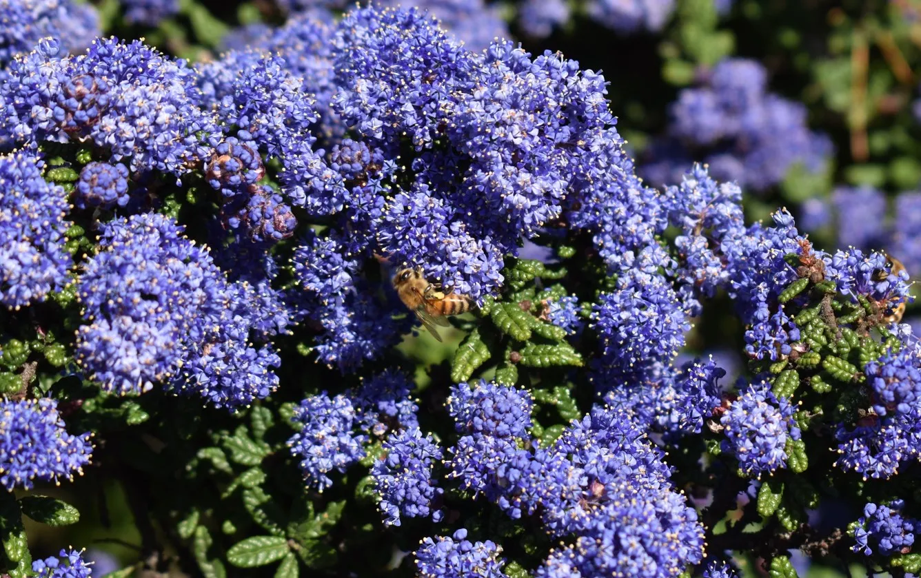 Ceanothus-honeybee-HG