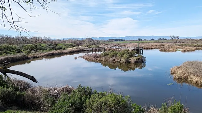 This is the wetland area in Cache Creek conservatory which is adjacent to the Tending and Gathering Garden. (Photo by Geoffrey Attardo)